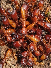 Dorylus labiatus