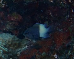 Pycnochromis dimidiatus