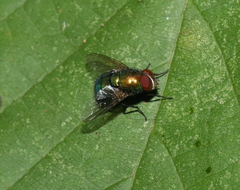 Lucilia