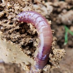 Lumbricus terrestris