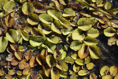 Salvinia molesta