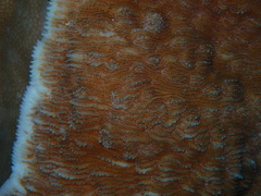 Podabacia sinai