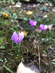 Cyclamen hederifolium