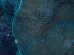 Podabacia sinai