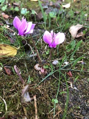 Cyclamen hederifolium