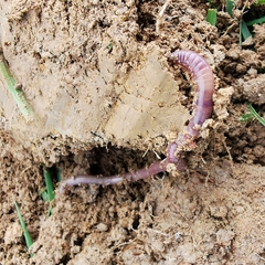 Lumbricus terrestris