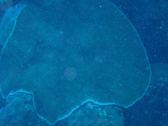 Podabacia sinai