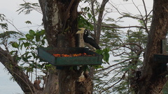 Anthracoceros albirostris