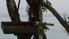 Anthracoceros albirostris