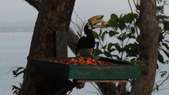 Anthracoceros albirostris