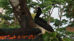 Anthracoceros albirostris