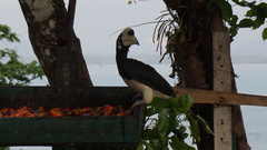 Anthracoceros albirostris