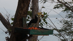 Anthracoceros albirostris