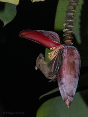 Cynopterus sphinx