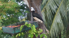 Anthracoceros albirostris