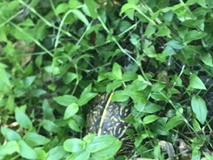 Terrapene carolina bauri