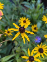 Rudbeckia hirta