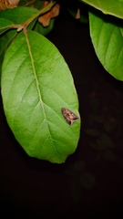Micrathetis canifimbria