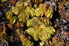 Salvinia molesta