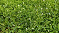 Andrographis paniculata