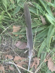 Columba palumbus