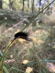 Spilosomina
