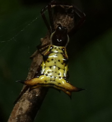 Micrathena fissispina