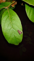 Micrathetis canifimbria