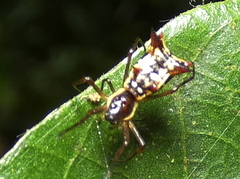 Micrathena fissispina