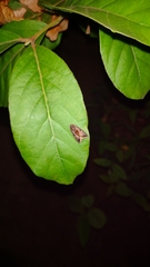 Micrathetis canifimbria