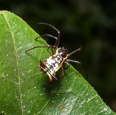 Micrathena fissispina