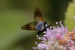Phasia obesa