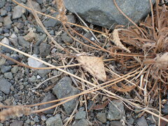 Pyrausta subsequalis