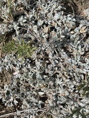 Artemisia ludoviciana