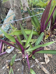 Tradescantia spathacea