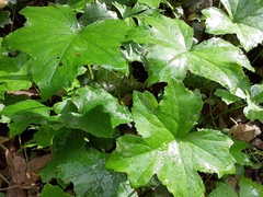 Hydrophyllum canadense