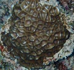 Paramontastraea peresi