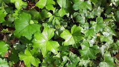 Hydrophyllum canadense