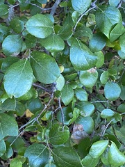 Vaccinium arboreum