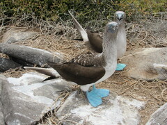 Sula nebouxii excisa