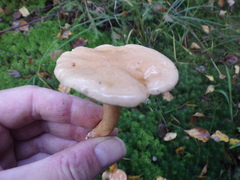 Suillus bovinus