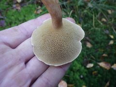 Suillus bovinus