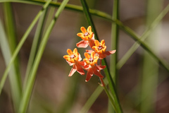 Asclepias lanceolata