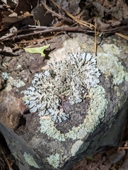 Xanthoparmelia cumberlandia