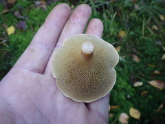 Suillus bovinus