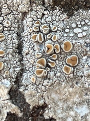 Lecanora hybocarpa