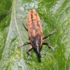 Lixus subtilis
