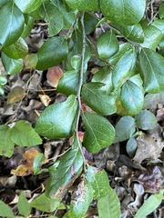 Vaccinium arboreum