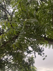 Azadirachta indica