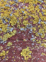 Xanthoria parietina